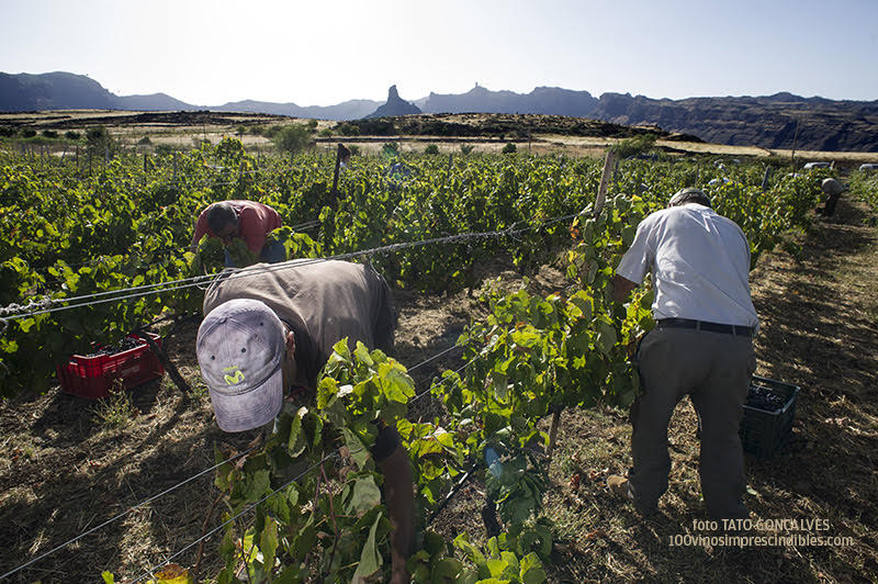 Viñedo de altura / bodeguero